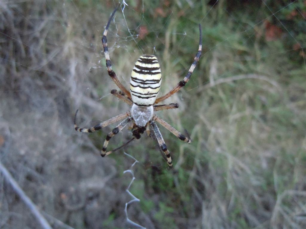 Argiope bruennichi + Argyrodes + dittero scroccone